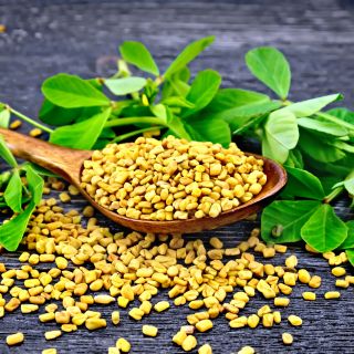 Fenugreek